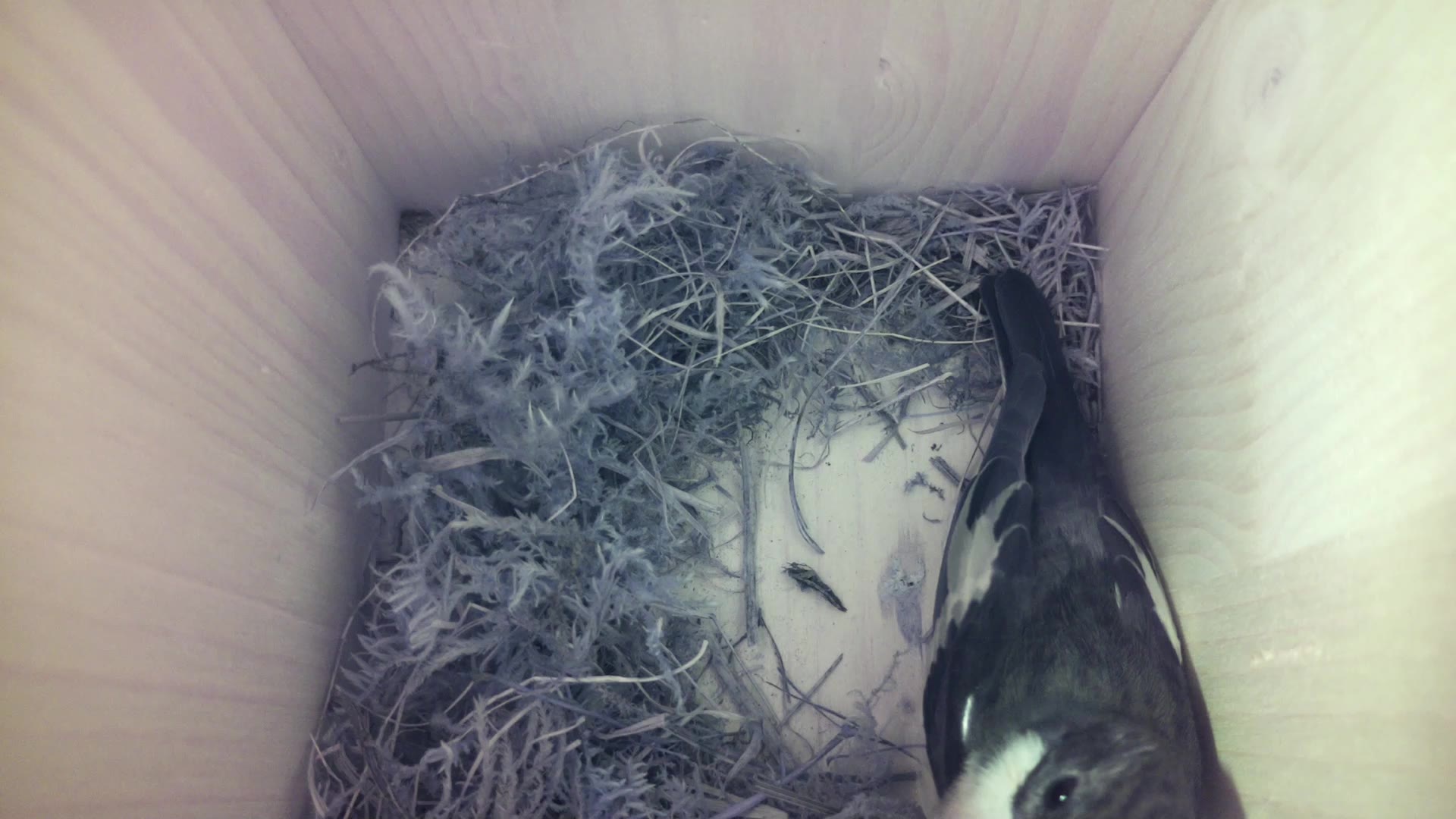 Aufnahme aus dem Vogelhaus