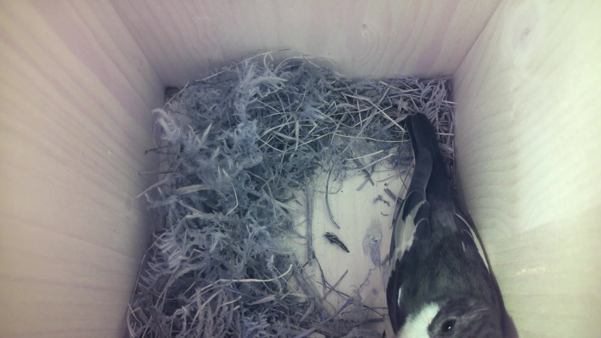 Aufnahme aus dem Vogelhaus