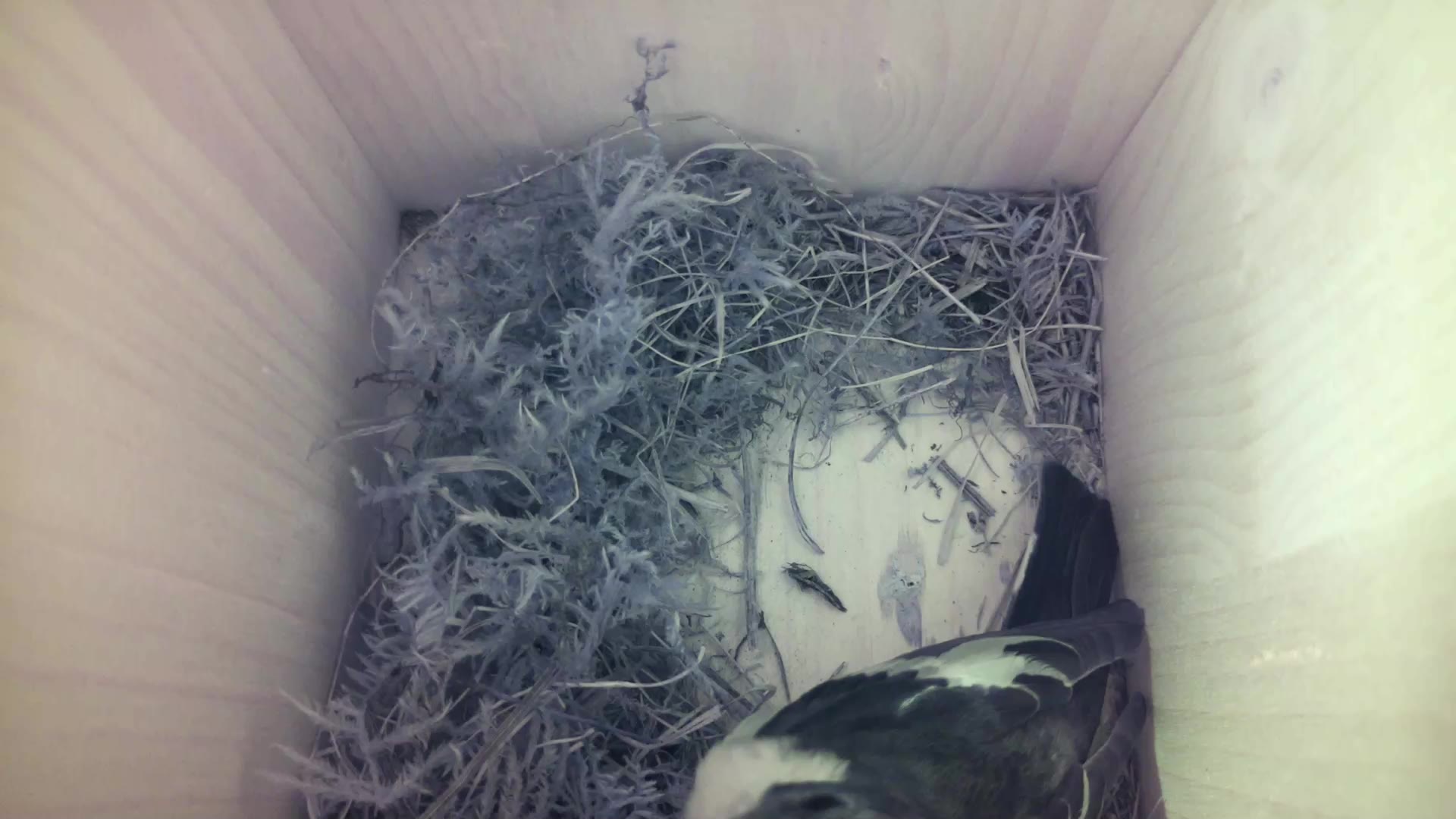 Aufnahme aus dem Vogelhaus