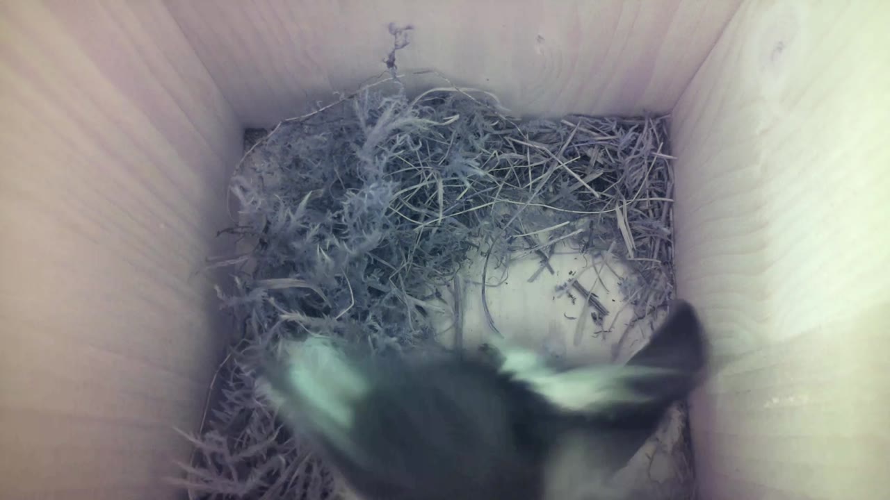 Aufnahme aus dem Vogelhaus