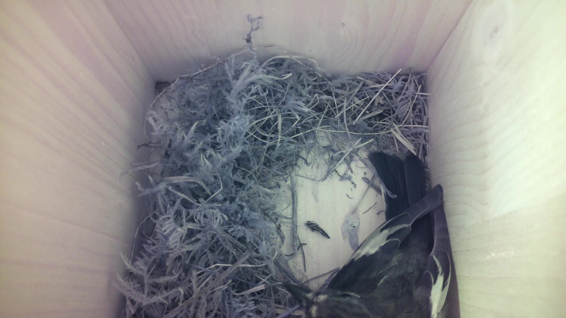 Aufnahme aus dem Vogelhaus