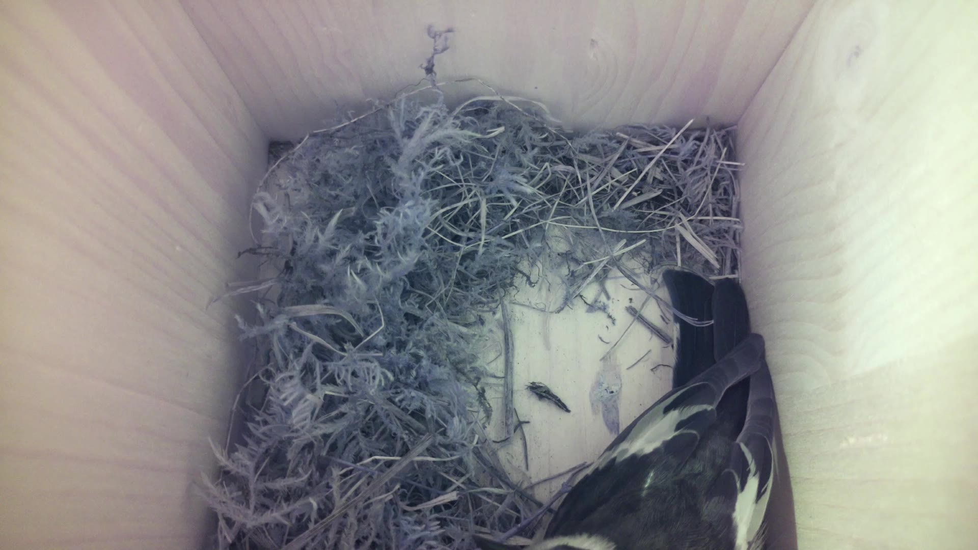 Aufnahme aus dem Vogelhaus