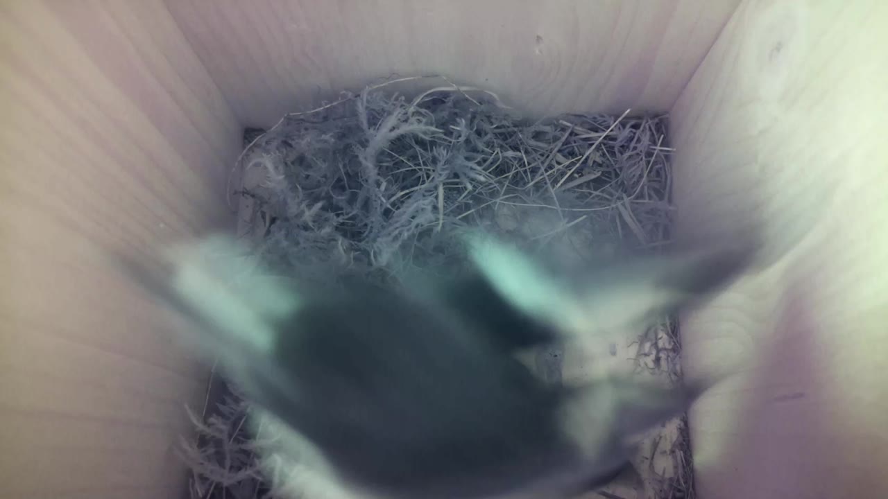 Aufnahme aus dem Vogelhaus