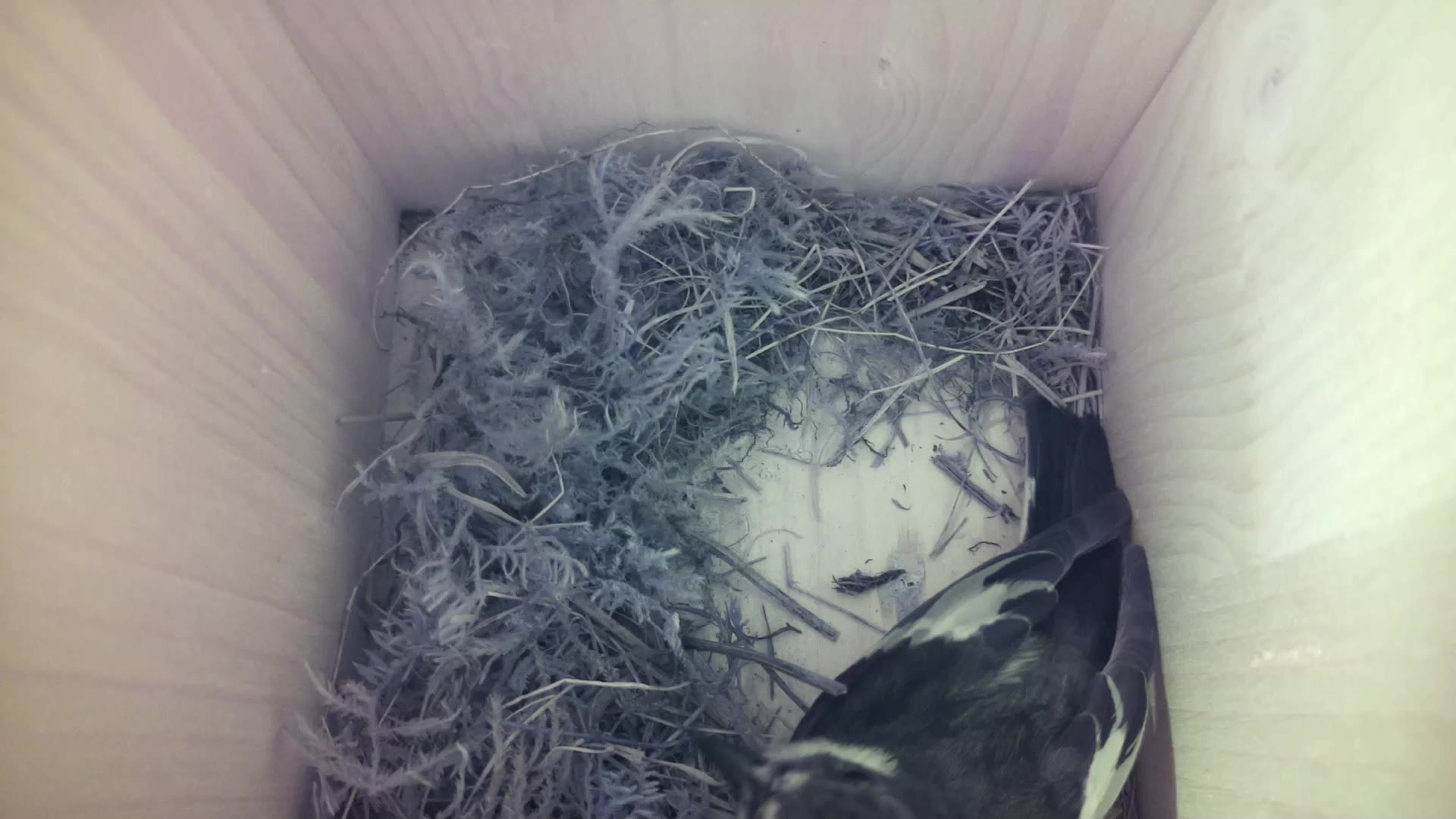 Aufnahme aus dem Vogelhaus