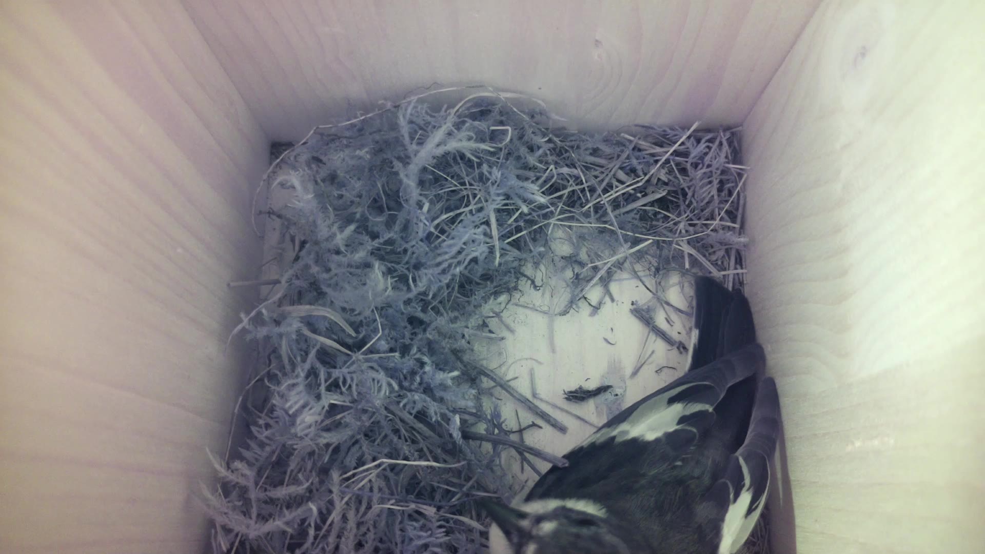 Aufnahme aus dem Vogelhaus