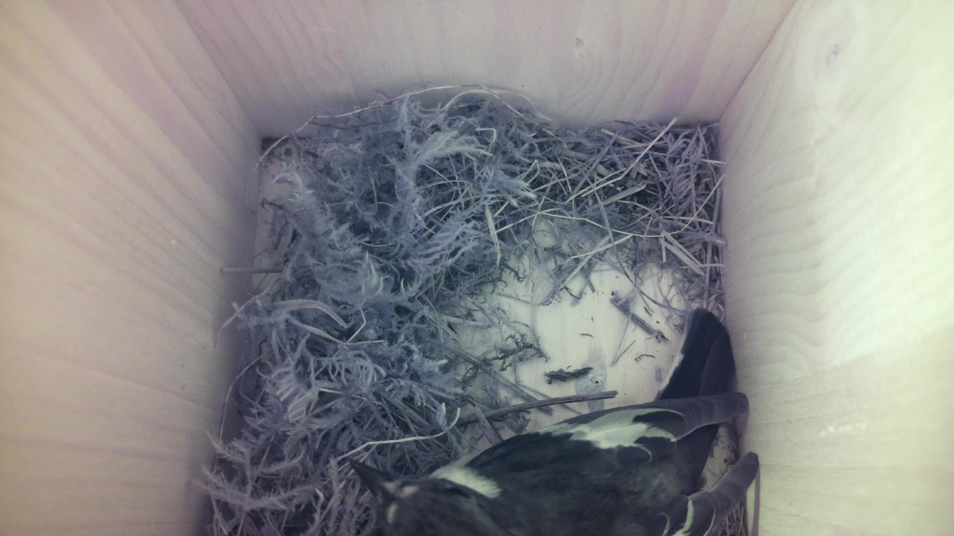 Aufnahme aus dem Vogelhaus