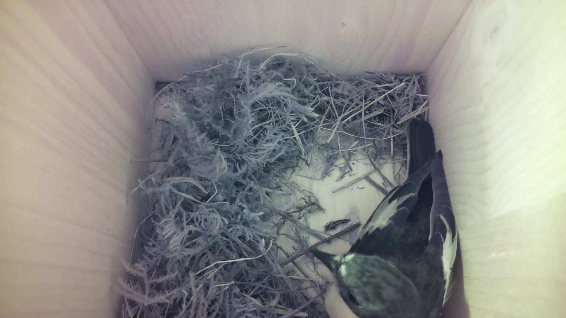 Aufnahme aus dem Vogelhaus