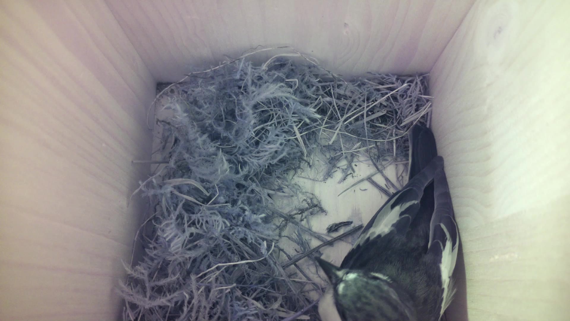 Aufnahme aus dem Vogelhaus