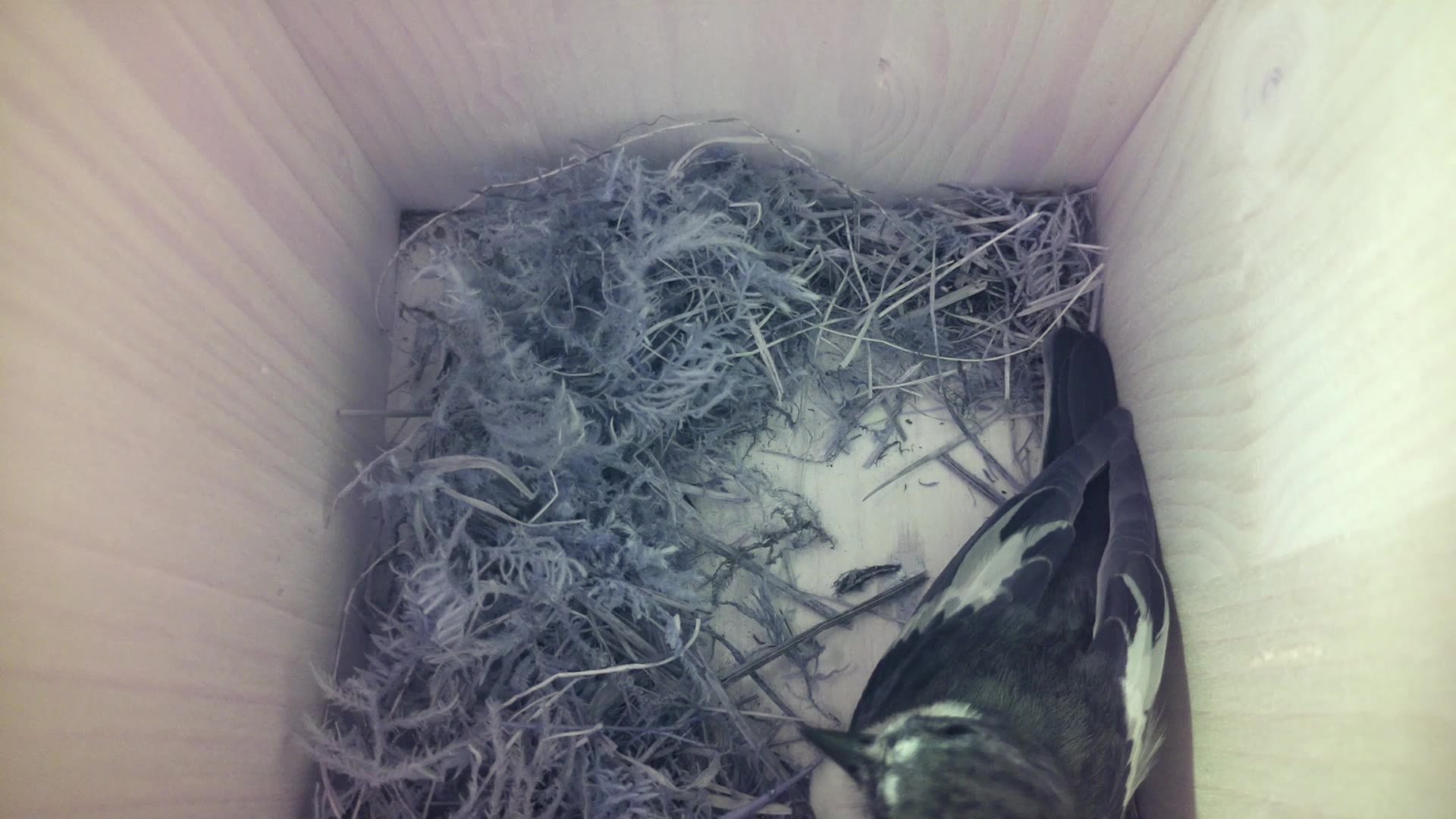 Aufnahme aus dem Vogelhaus