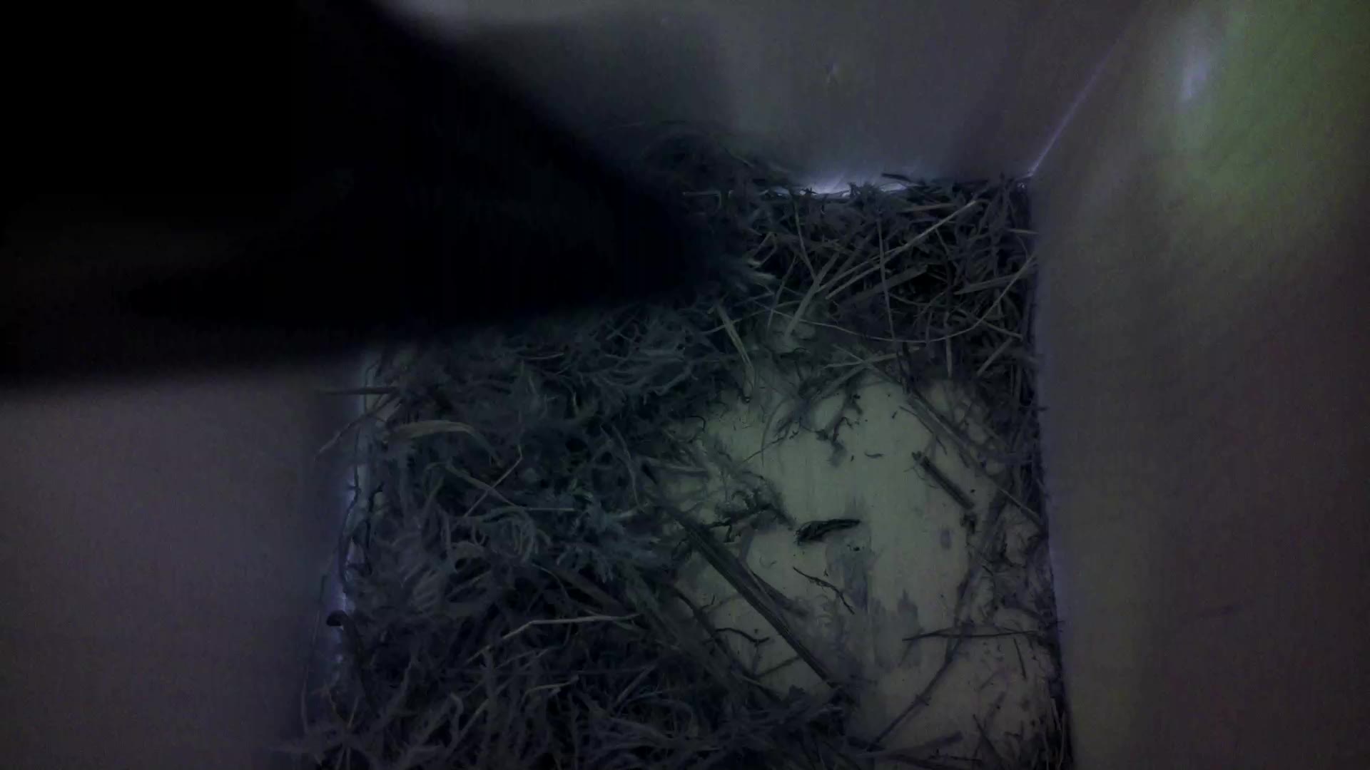 Aufnahme aus dem Vogelhaus