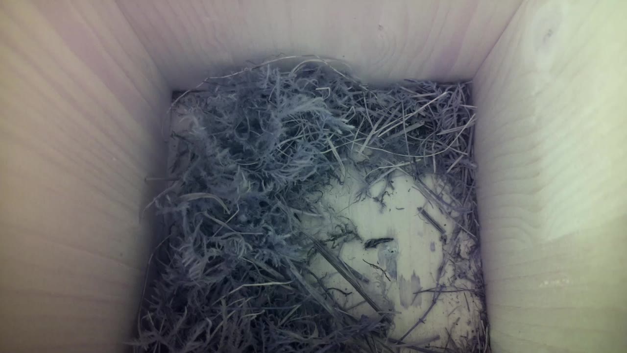 Aufnahme aus dem Vogelhaus