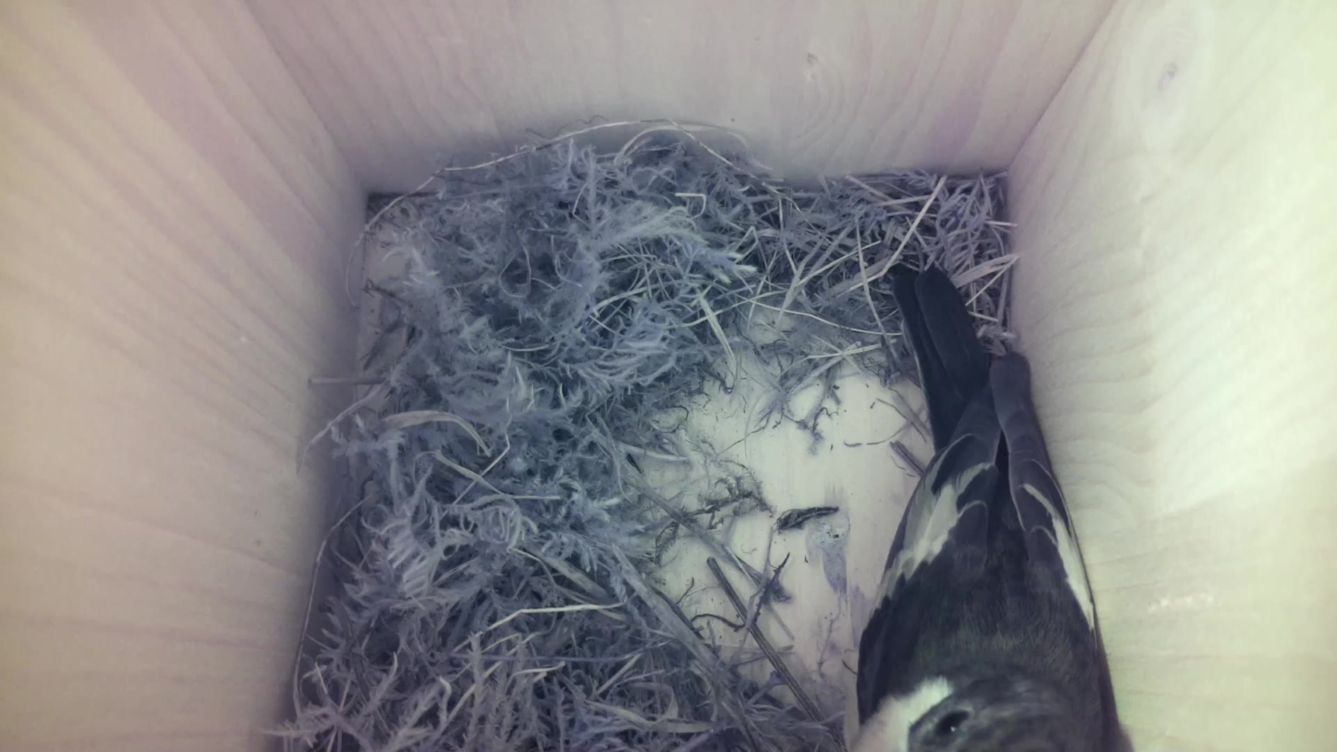 Aufnahme aus dem Vogelhaus