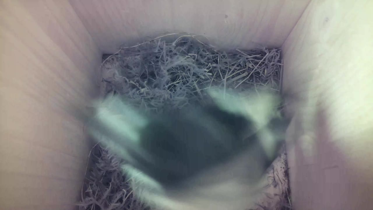 Aufnahme aus dem Vogelhaus