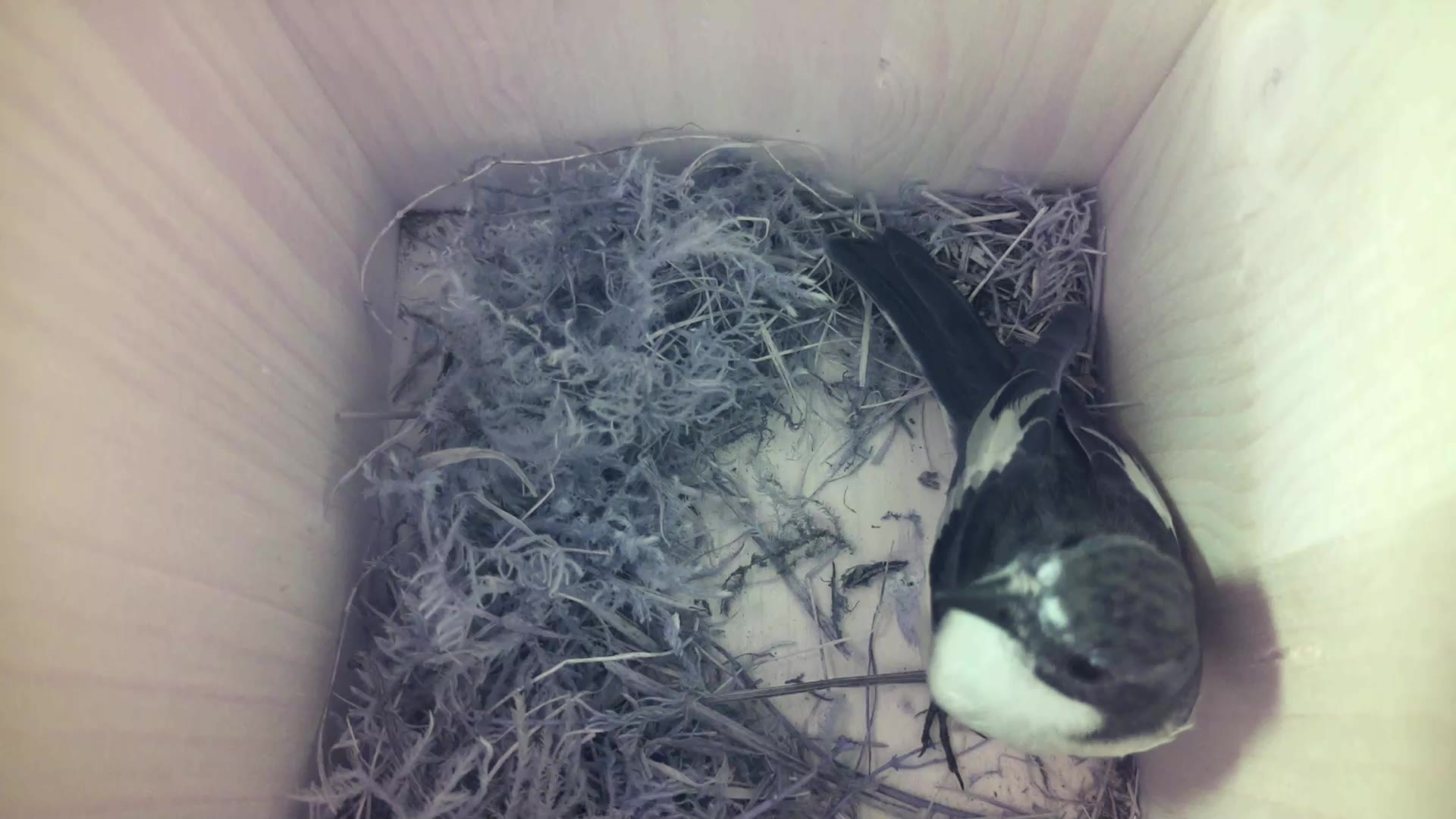 Aufnahme aus dem Vogelhaus