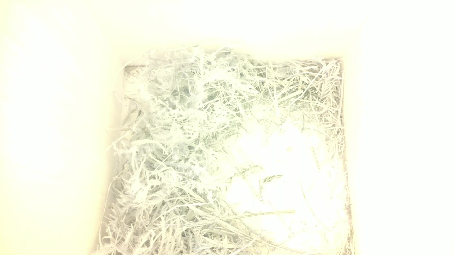 Aufnahme aus dem Vogelhaus