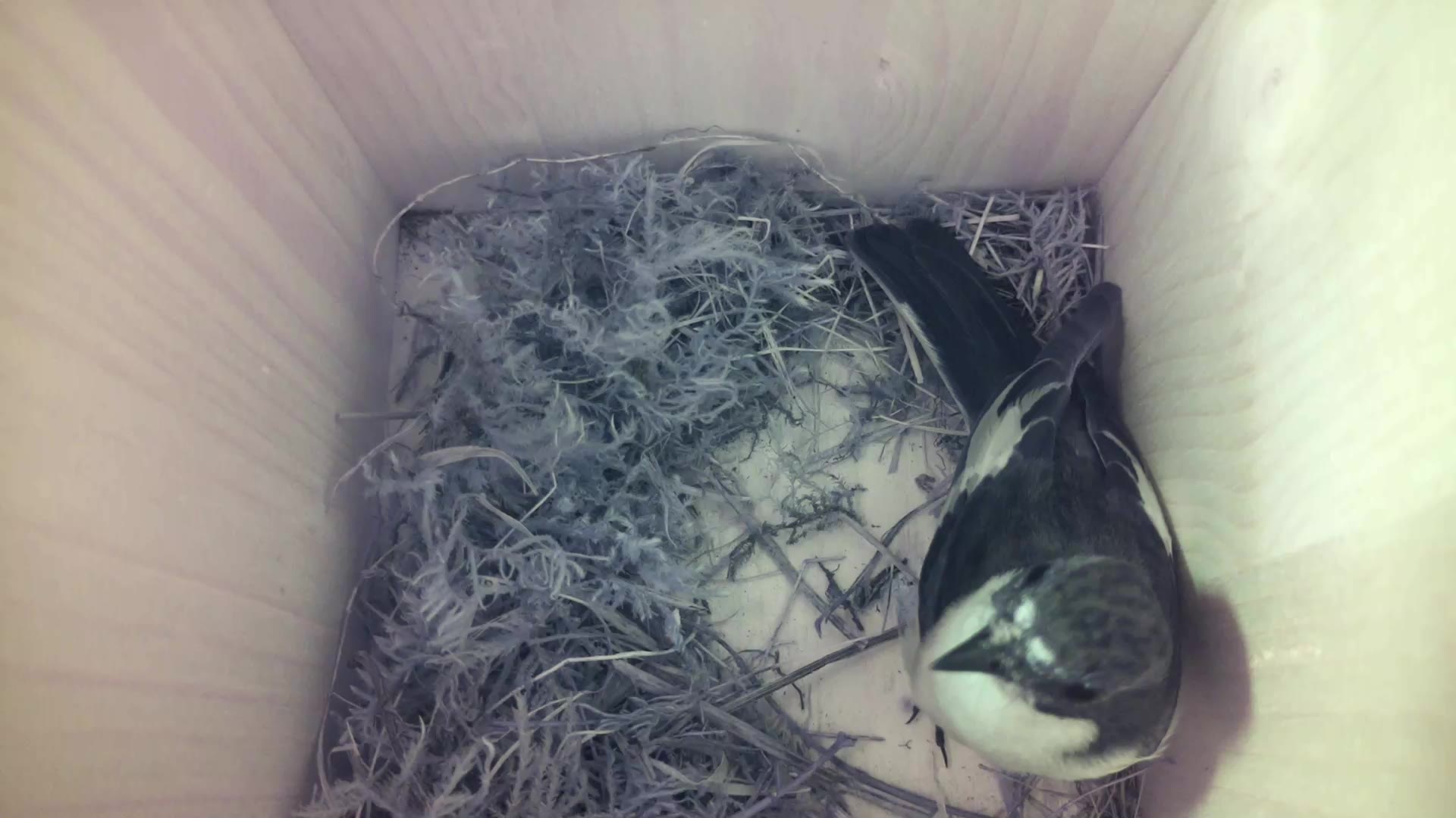Aufnahme aus dem Vogelhaus