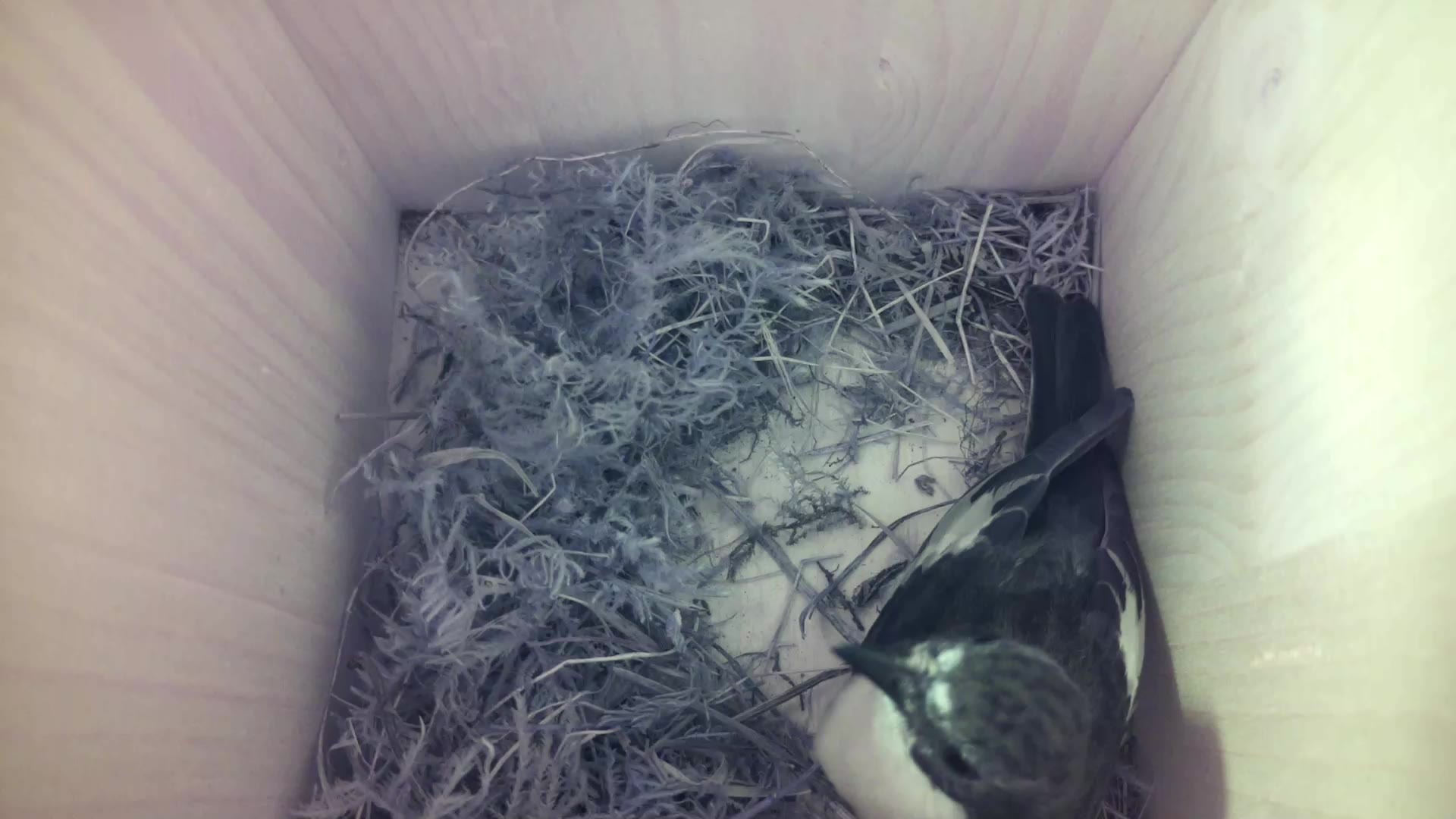 Aufnahme aus dem Vogelhaus