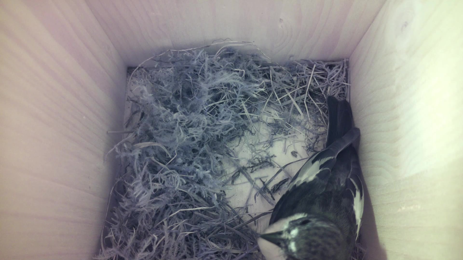 Aufnahme aus dem Vogelhaus