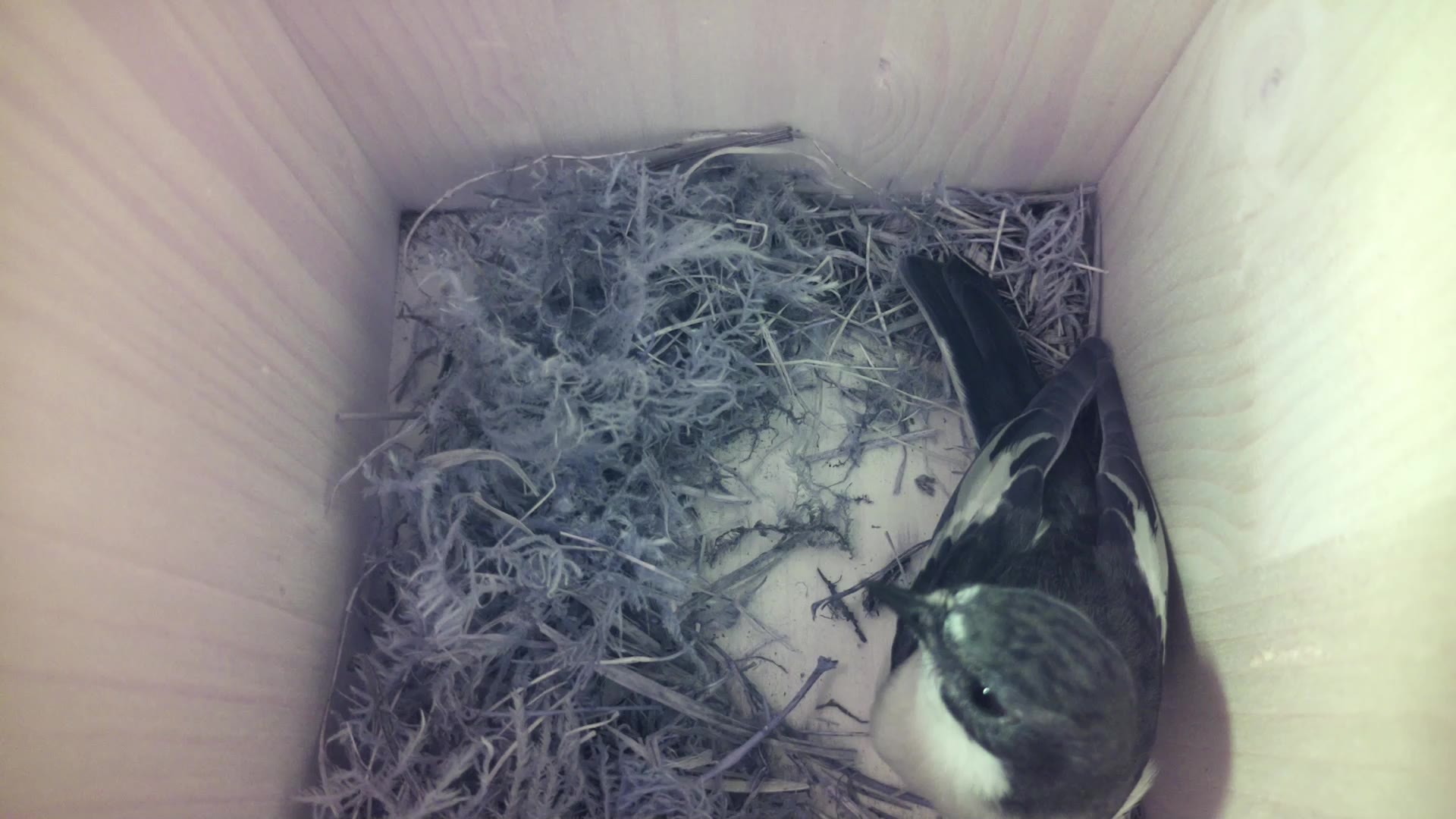 Aufnahme aus dem Vogelhaus