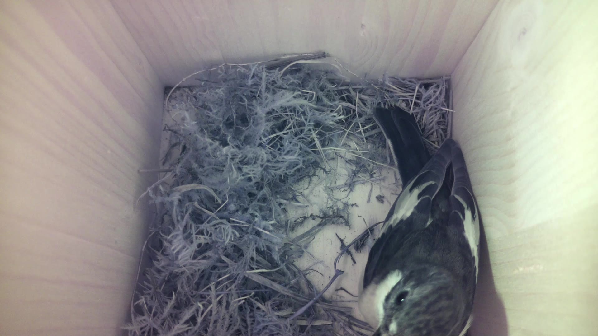 Aufnahme aus dem Vogelhaus