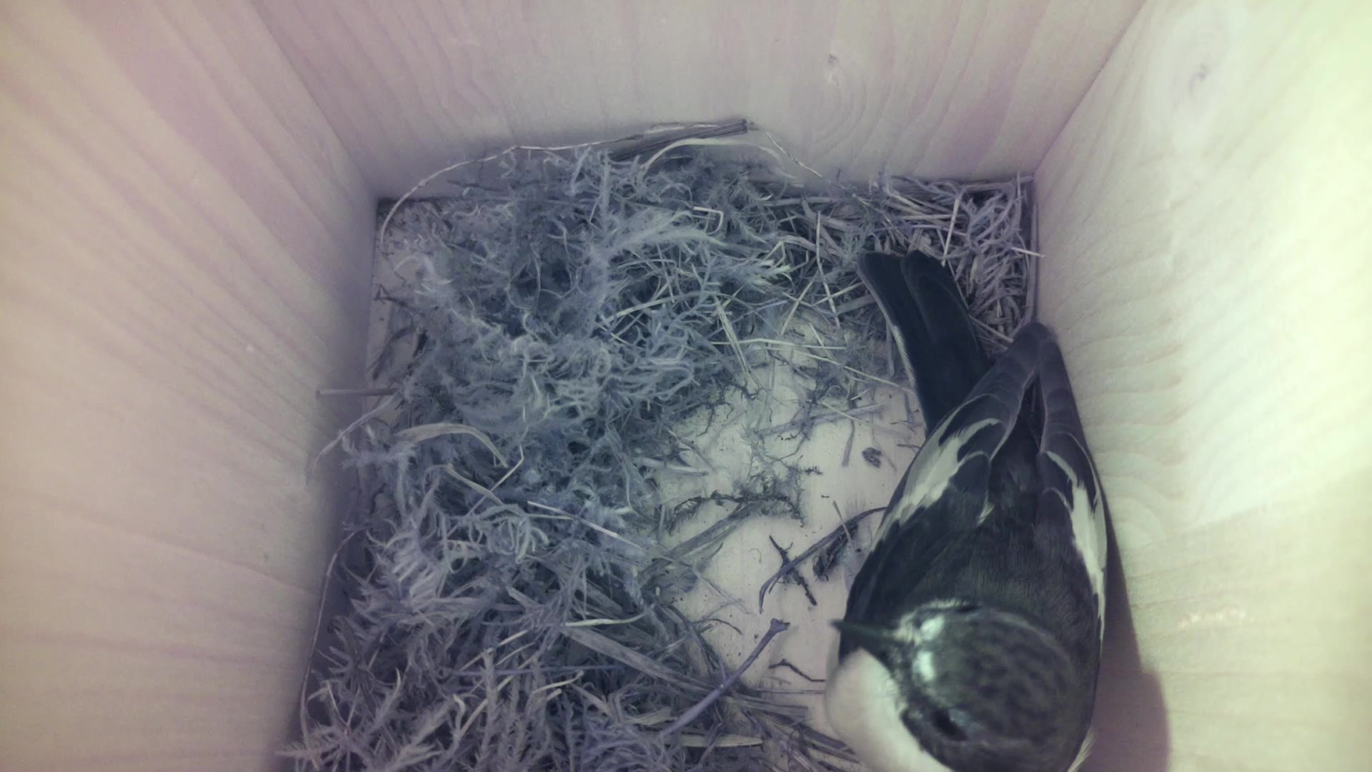 Aufnahme aus dem Vogelhaus