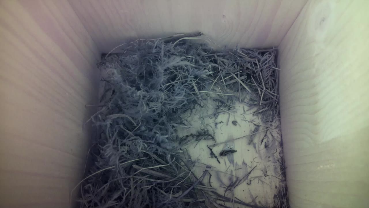 Aufnahme aus dem Vogelhaus
