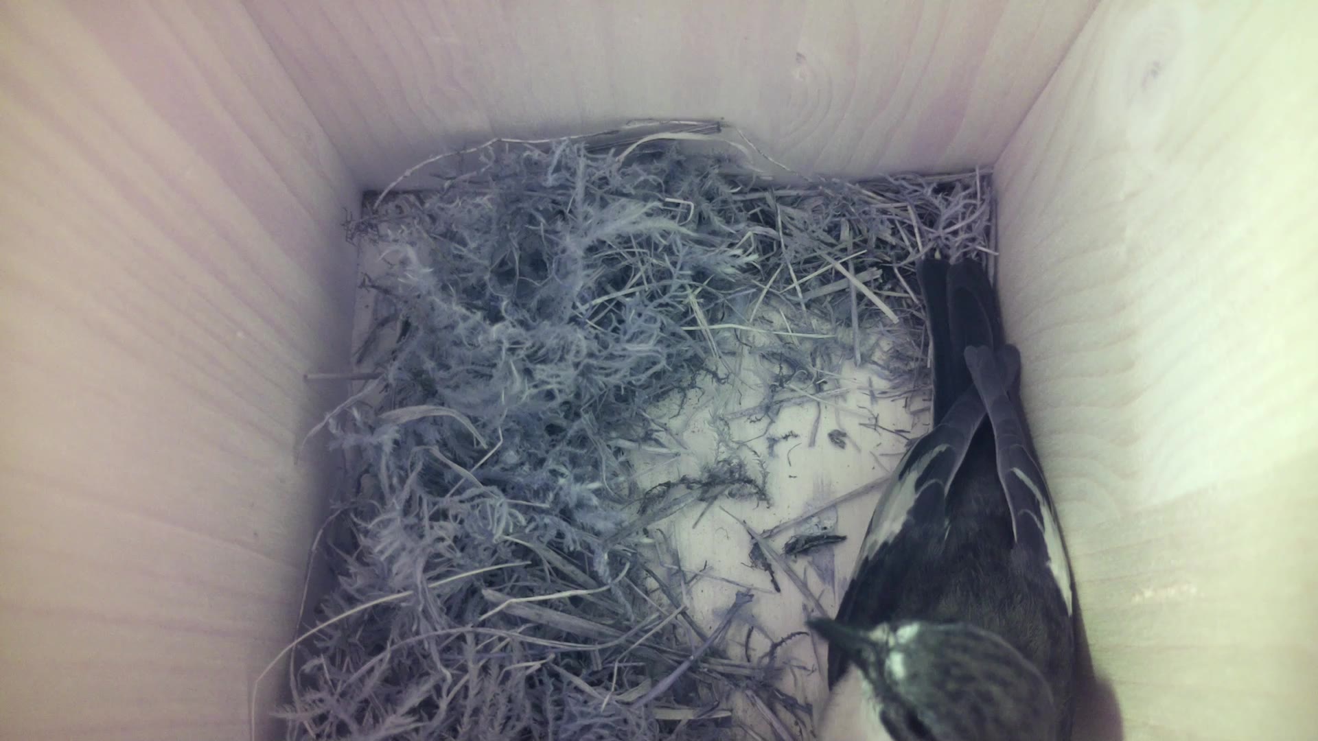 Aufnahme aus dem Vogelhaus