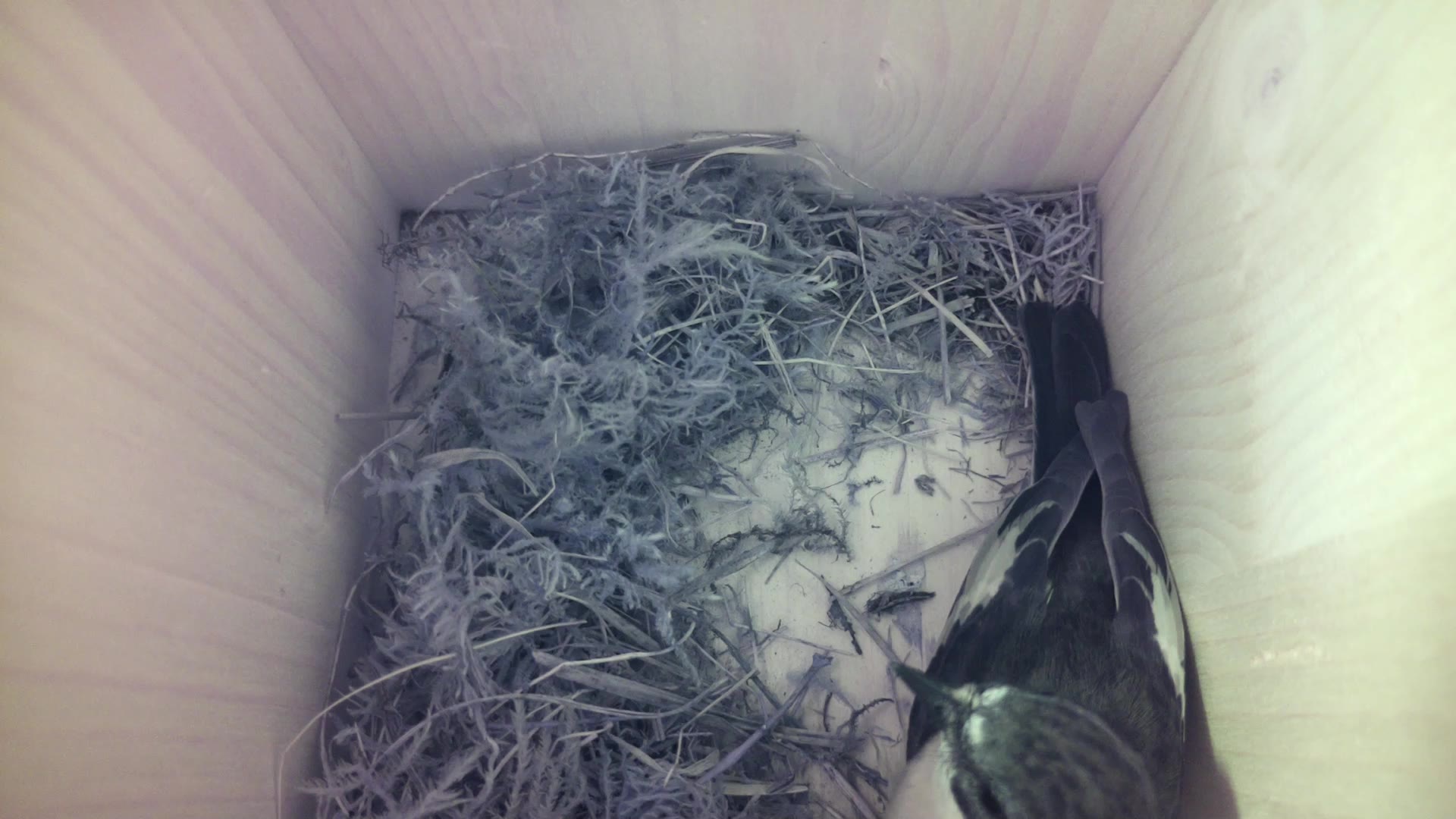 Aufnahme aus dem Vogelhaus