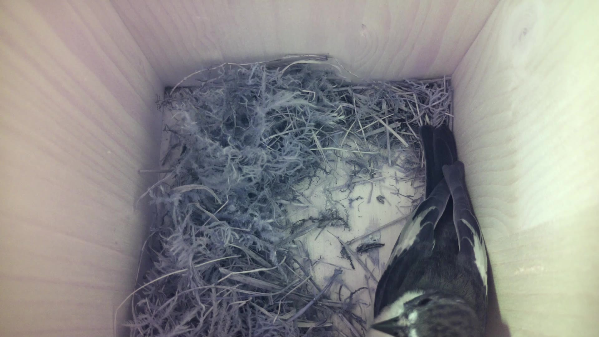 Aufnahme aus dem Vogelhaus