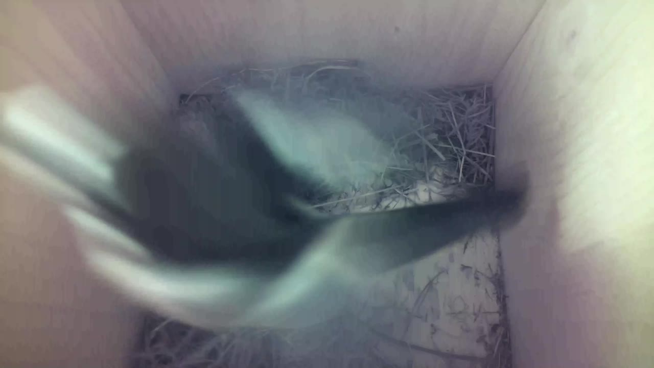 Aufnahme aus dem Vogelhaus