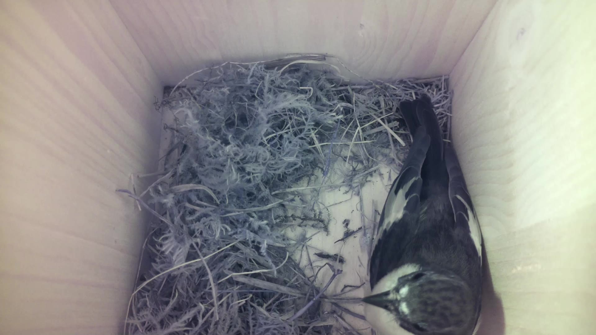 Aufnahme aus dem Vogelhaus