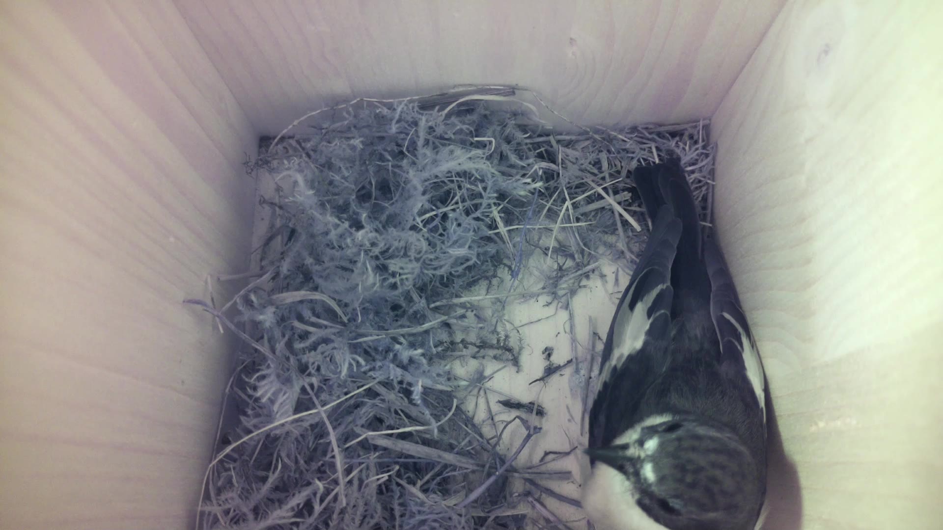 Aufnahme aus dem Vogelhaus