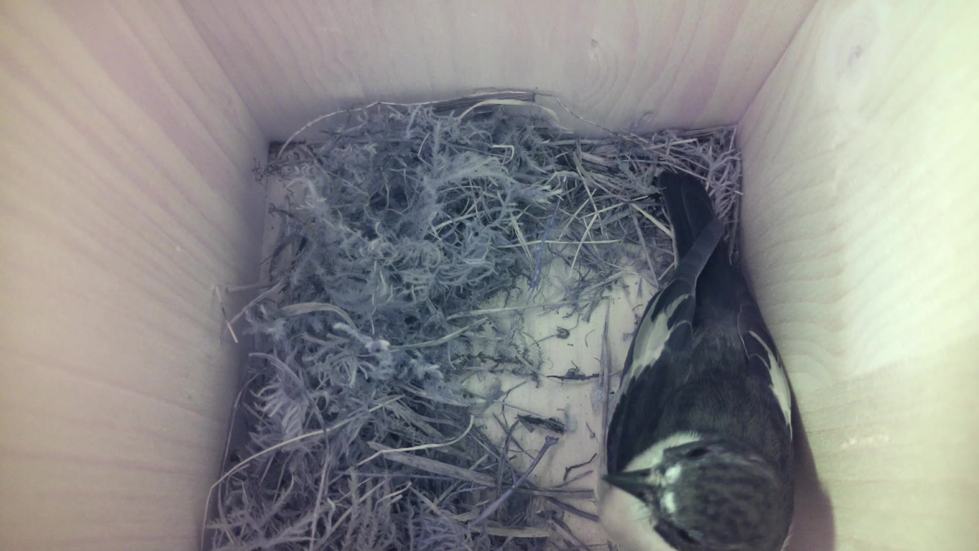 Aufnahme aus dem Vogelhaus