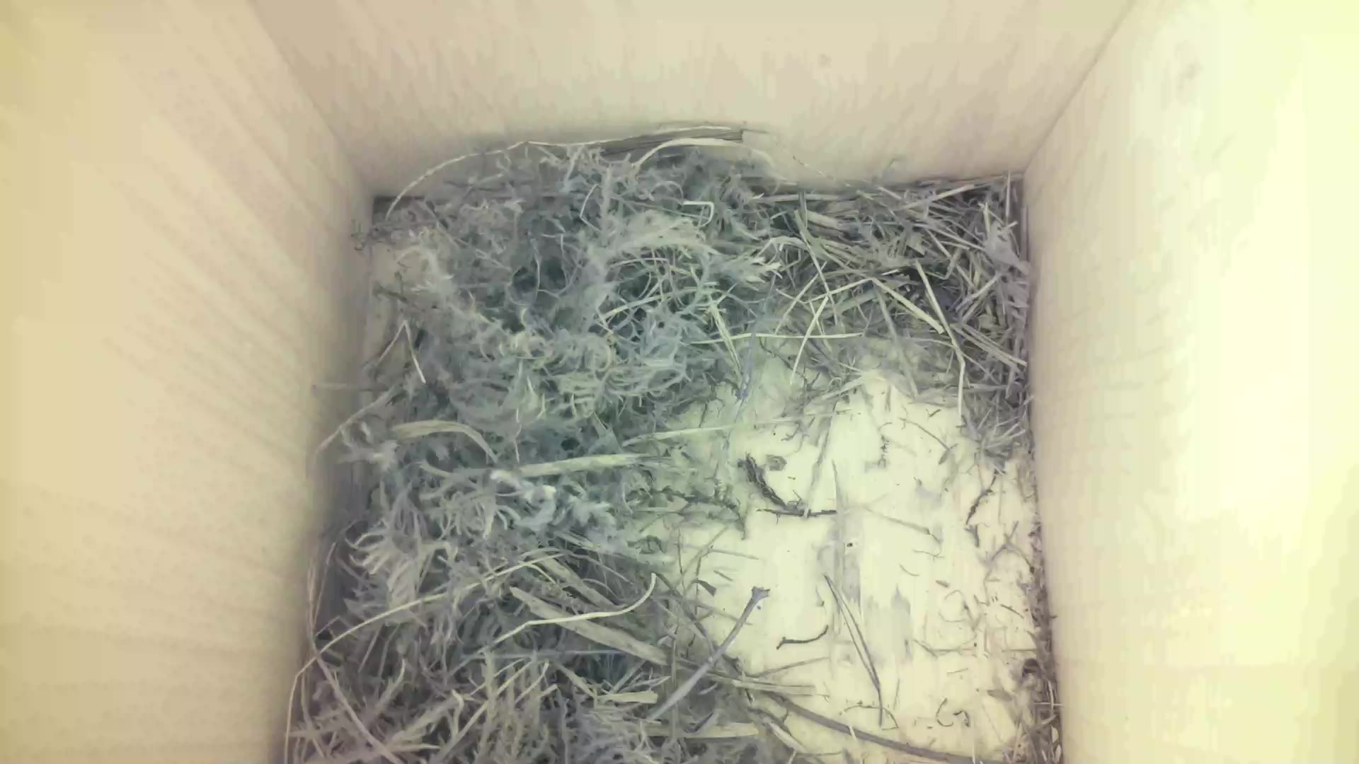 Aufnahme aus dem Vogelhaus