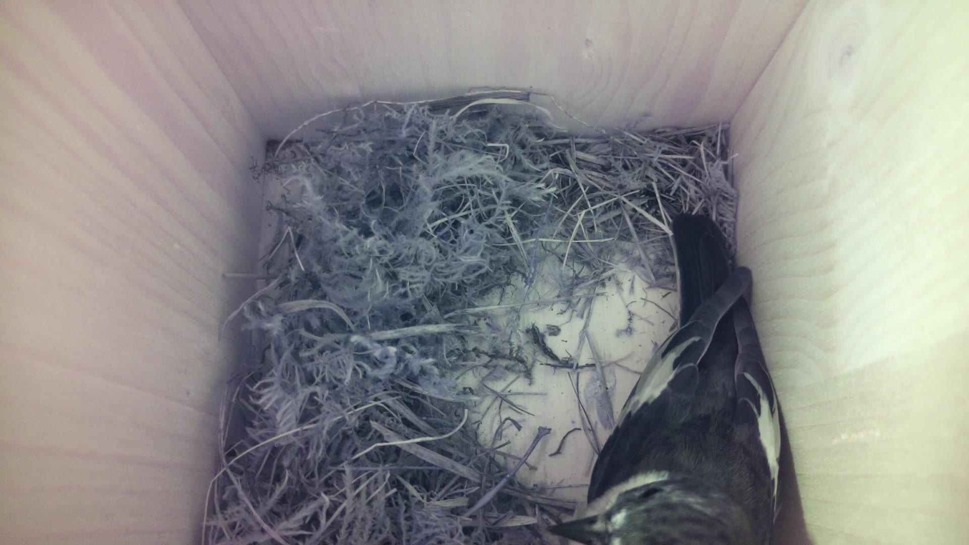 Aufnahme aus dem Vogelhaus