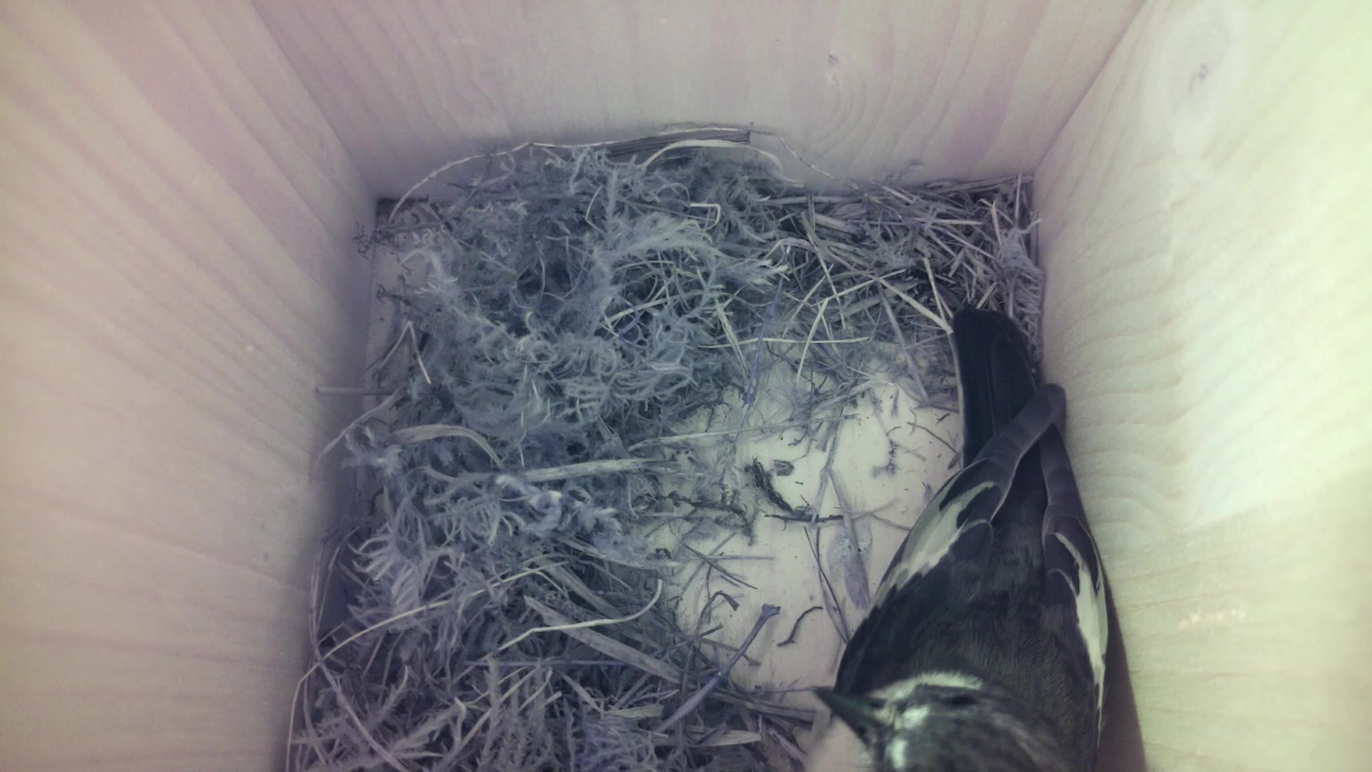 Aufnahme aus dem Vogelhaus