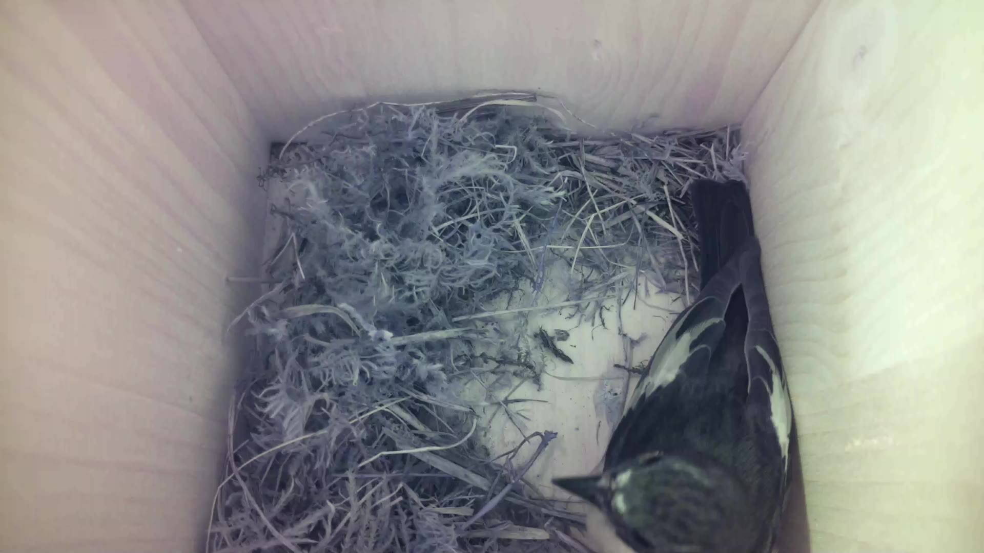 Aufnahme aus dem Vogelhaus