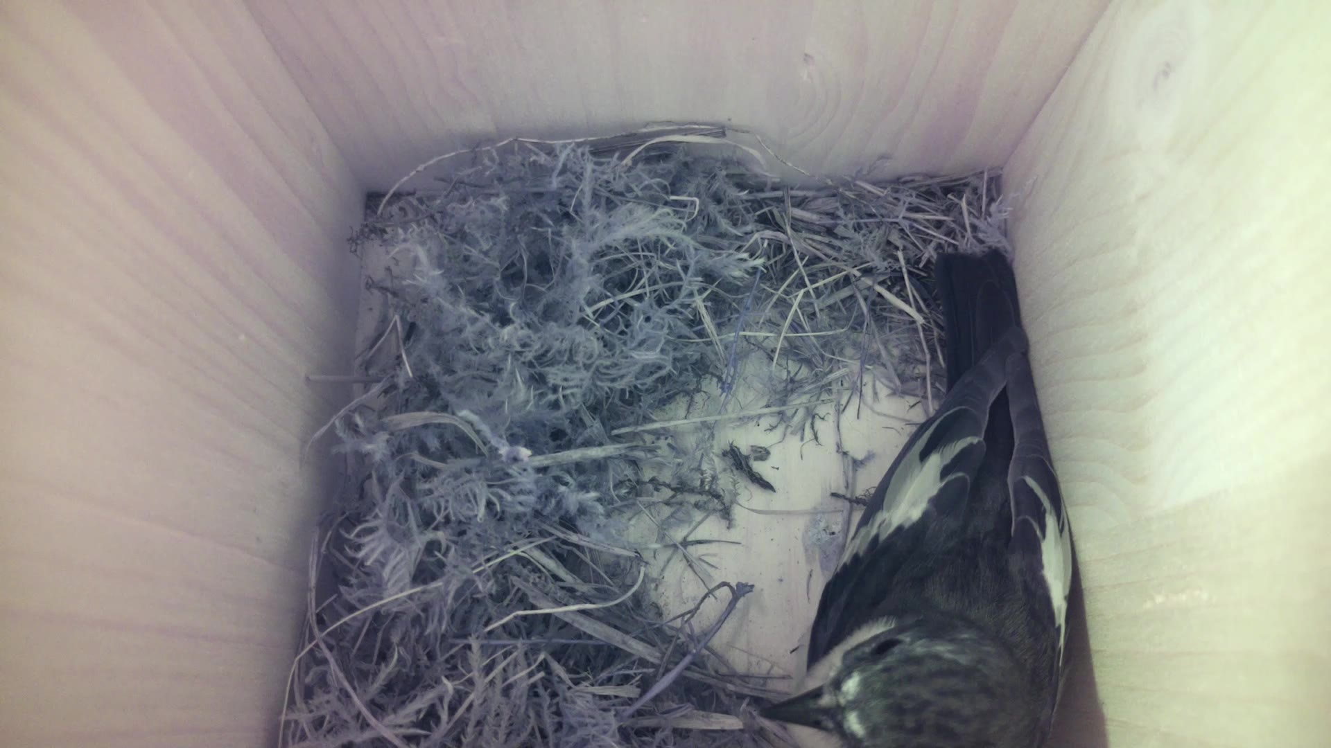 Aufnahme aus dem Vogelhaus