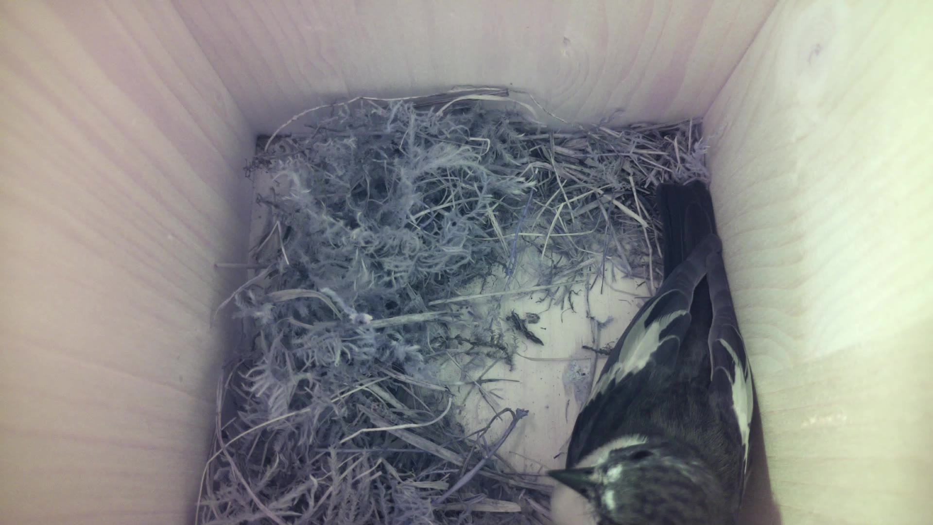 Aufnahme aus dem Vogelhaus