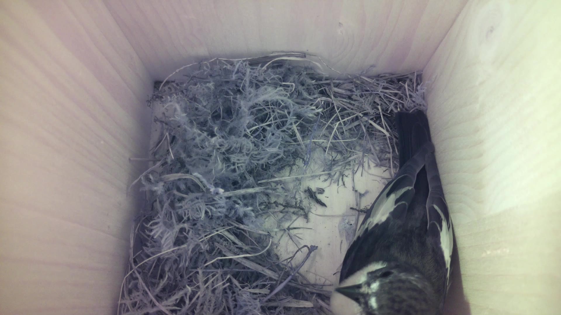 Aufnahme aus dem Vogelhaus