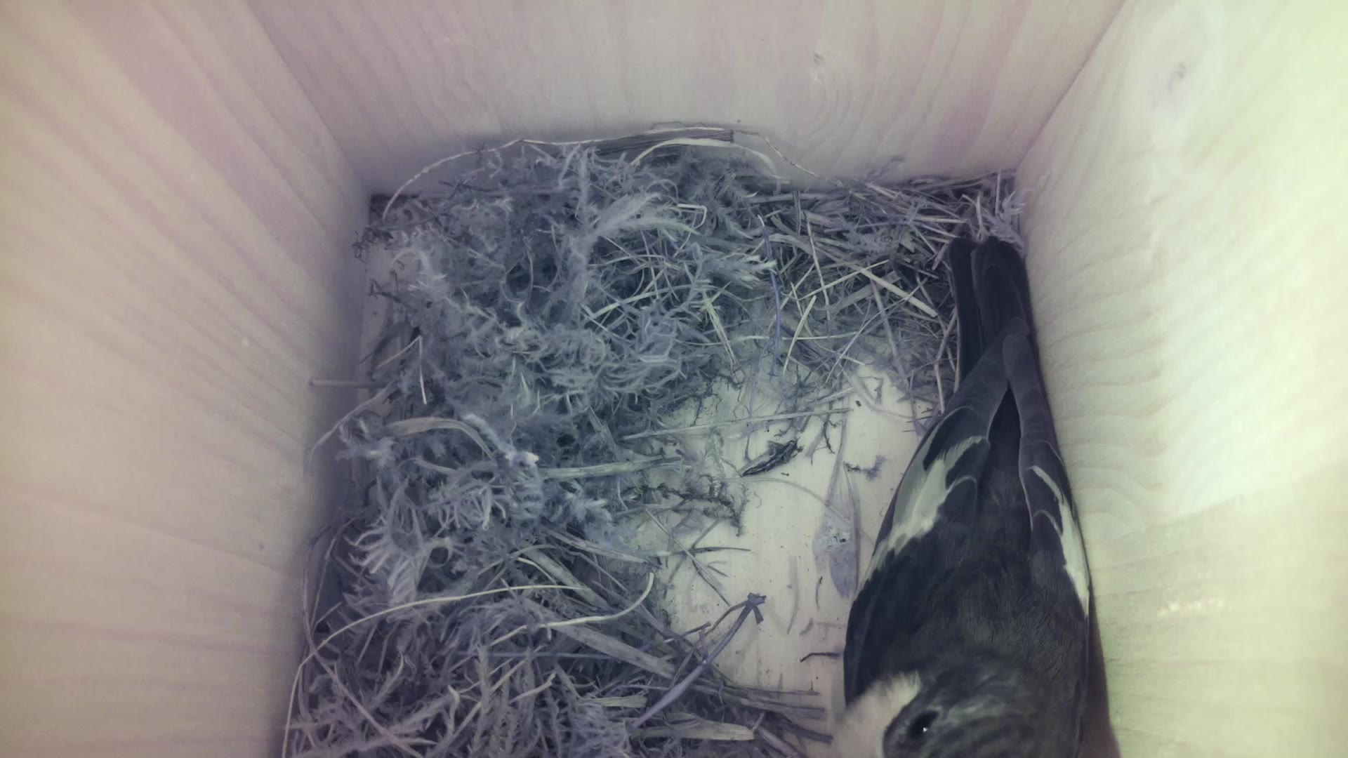 Aufnahme aus dem Vogelhaus