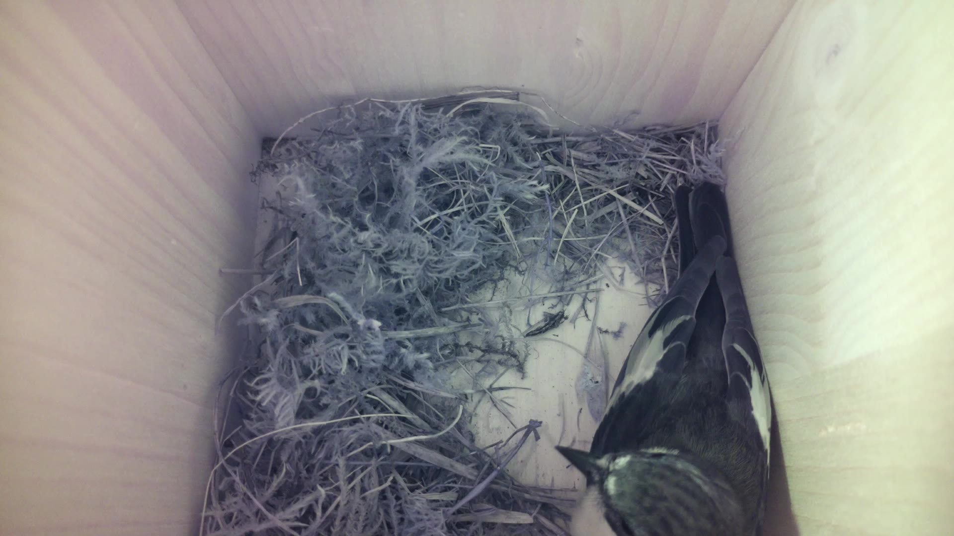 Aufnahme aus dem Vogelhaus