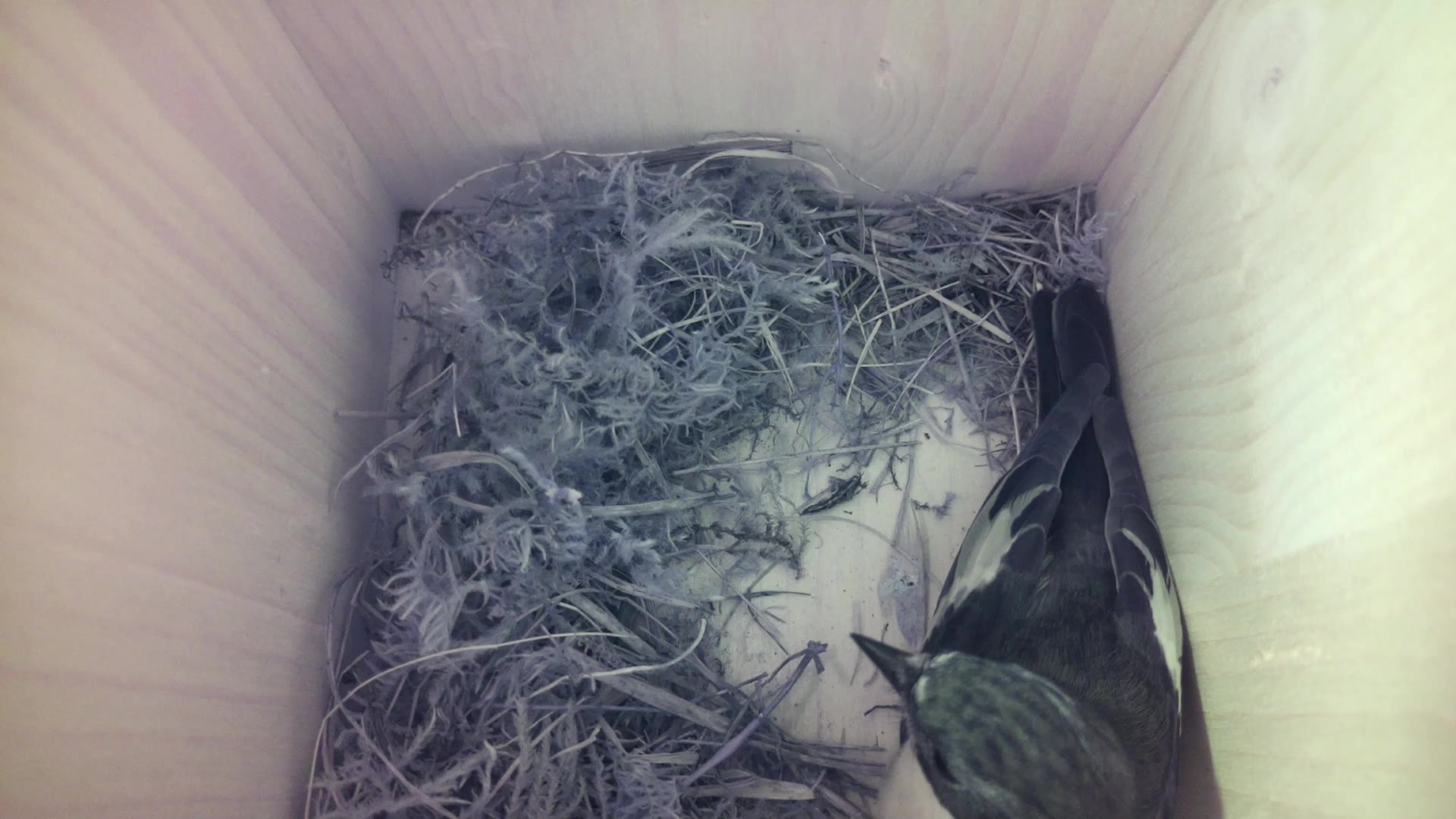 Aufnahme aus dem Vogelhaus