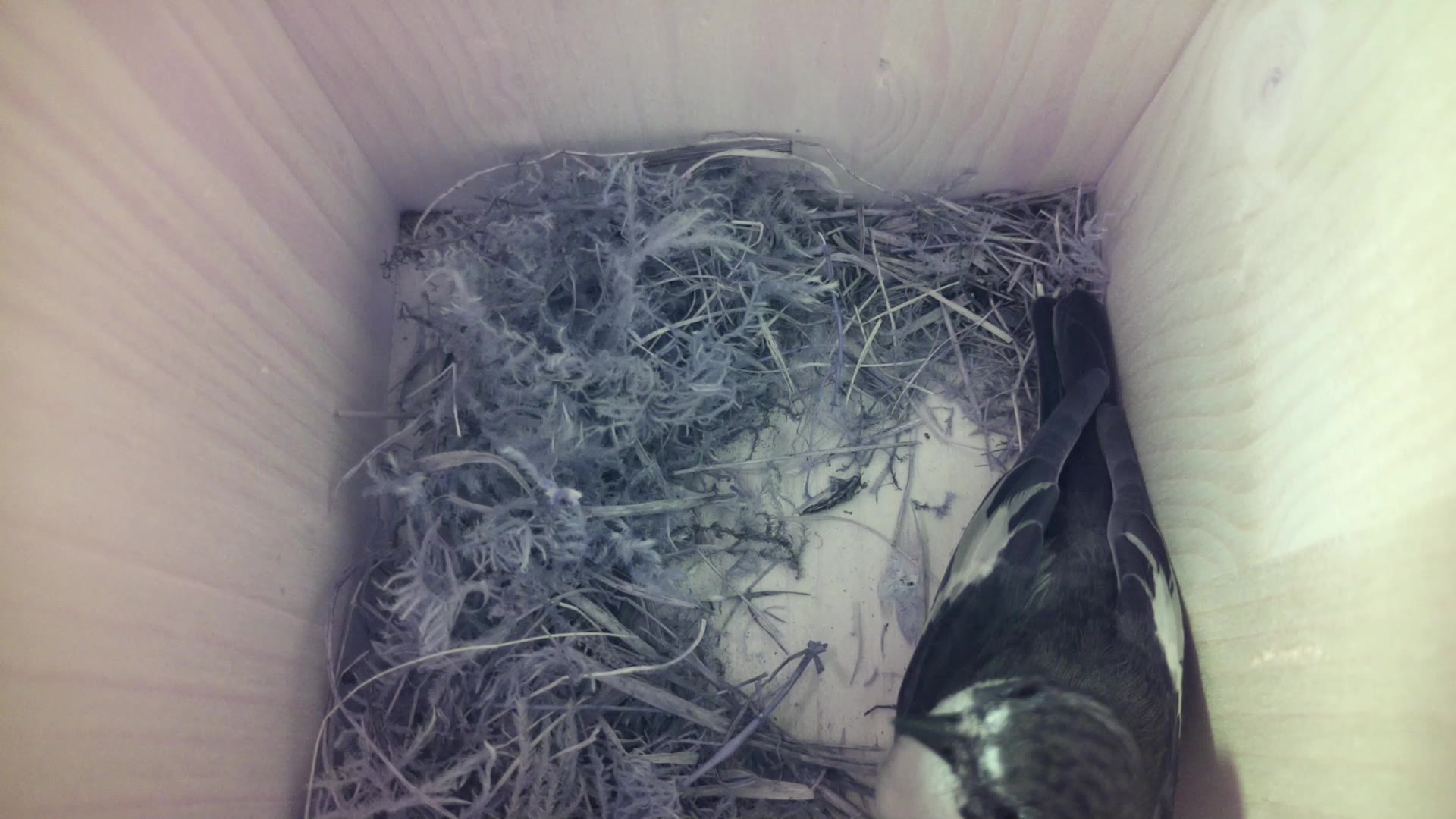 Aufnahme aus dem Vogelhaus