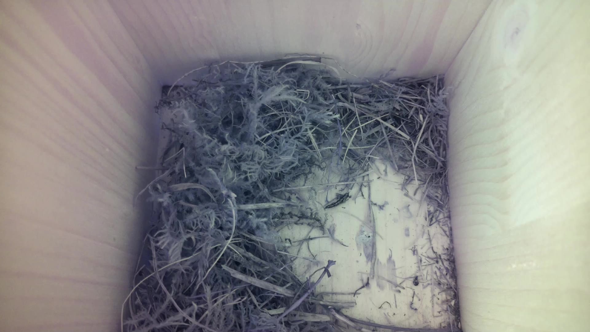 Aufnahme aus dem Vogelhaus