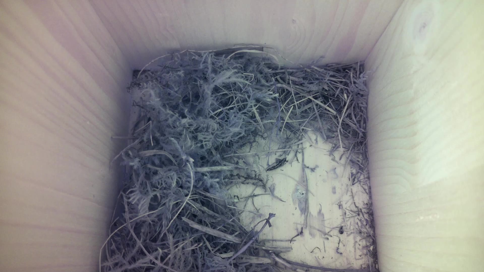Aufnahme aus dem Vogelhaus