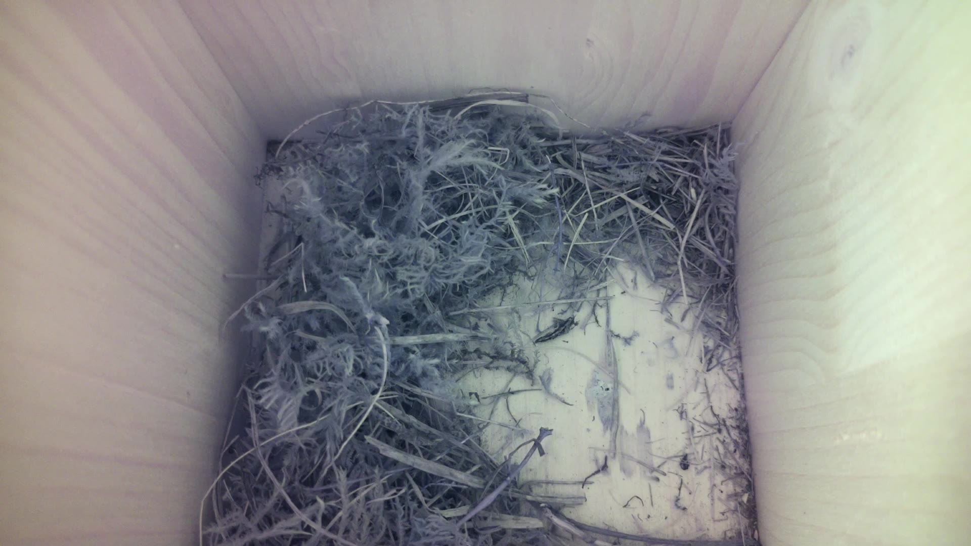 Aufnahme aus dem Vogelhaus