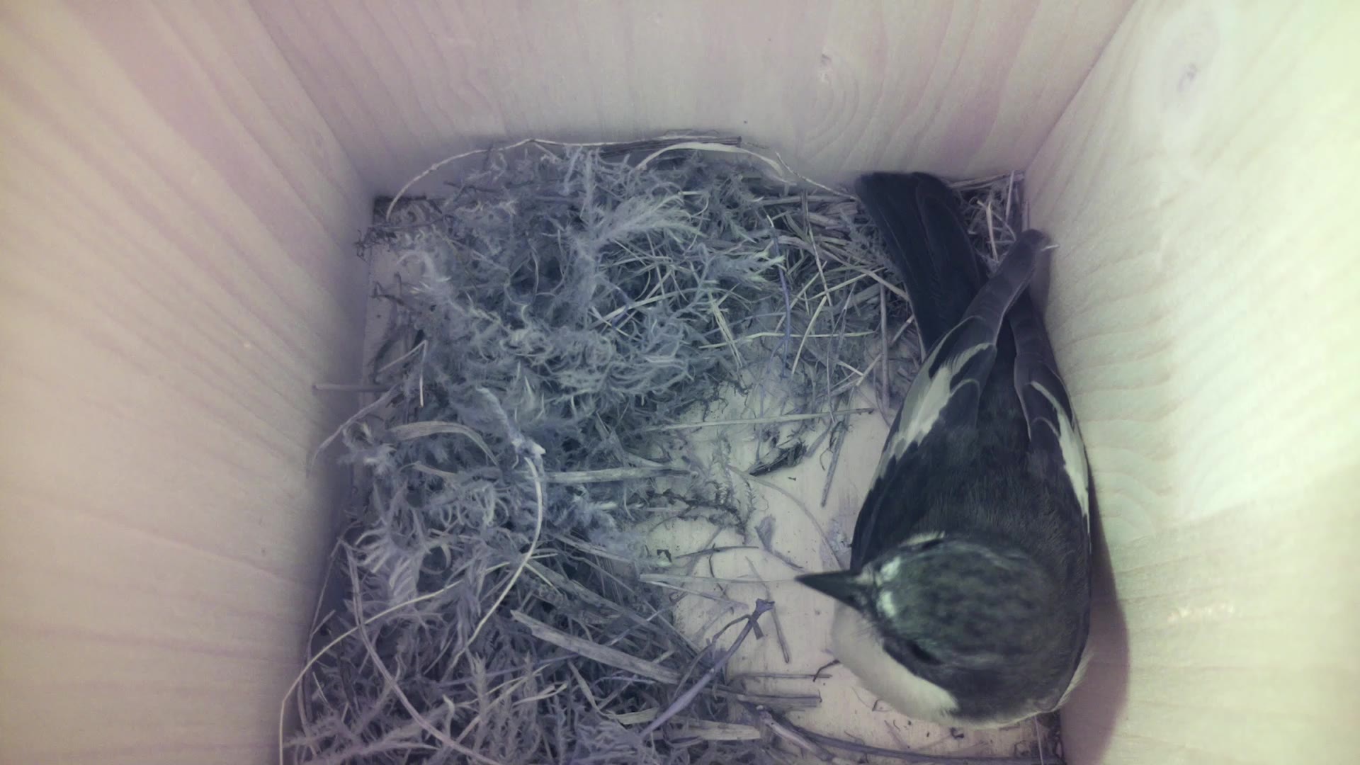 Aufnahme aus dem Vogelhaus
