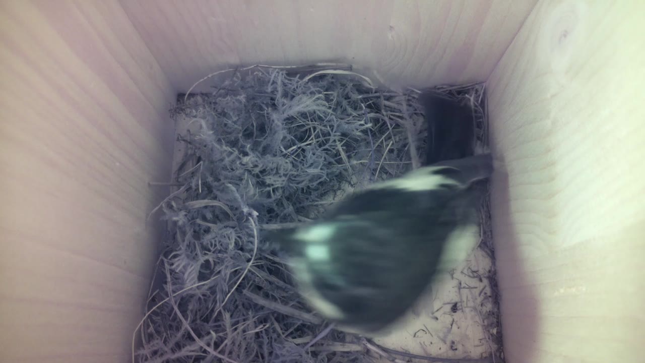 Aufnahme aus dem Vogelhaus