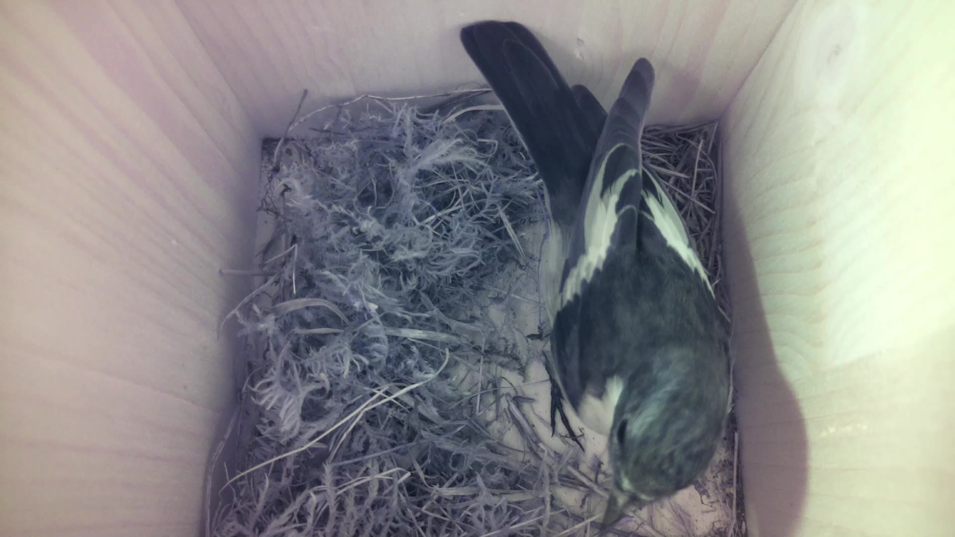 Aufnahme aus dem Vogelhaus